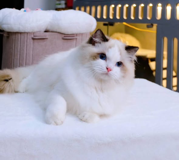 Ragdoll