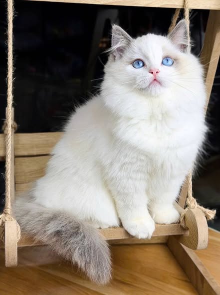 Ragdoll