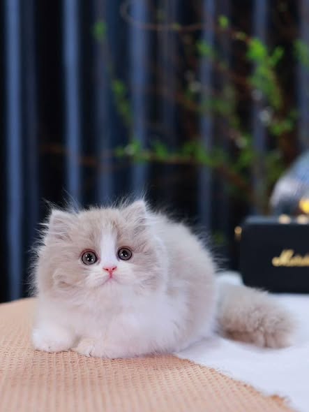 British Longhair
