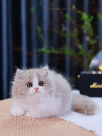 British Longhair