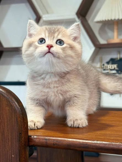 British Shorthair