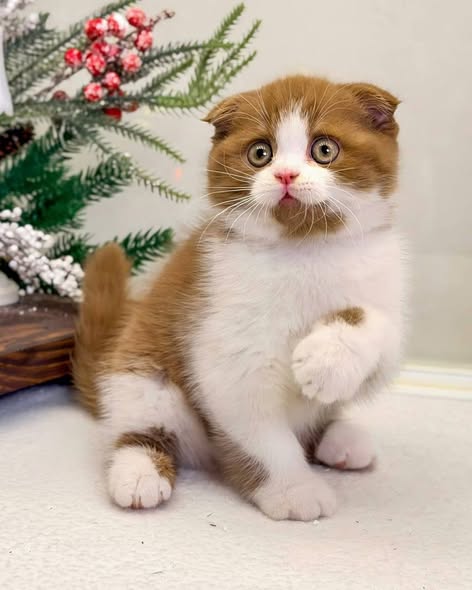 Scottish Fold