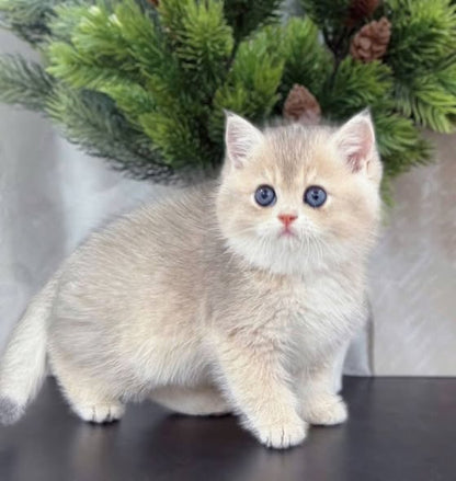 British Shorthair