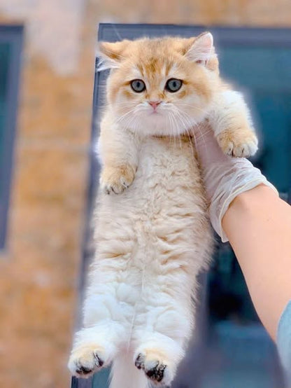 Munchkin
