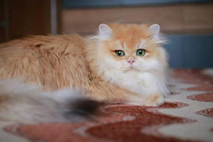 British Longhair
