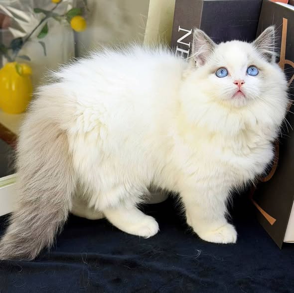 Ragdoll
