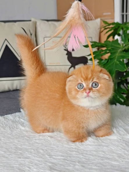 Munchkin Fold
