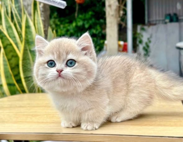 Munchkin