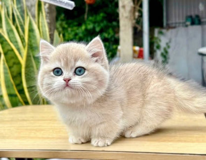 Munchkin