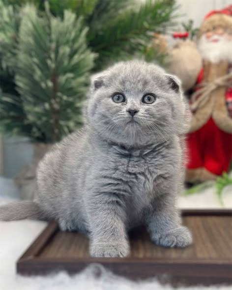 Scottish Fold