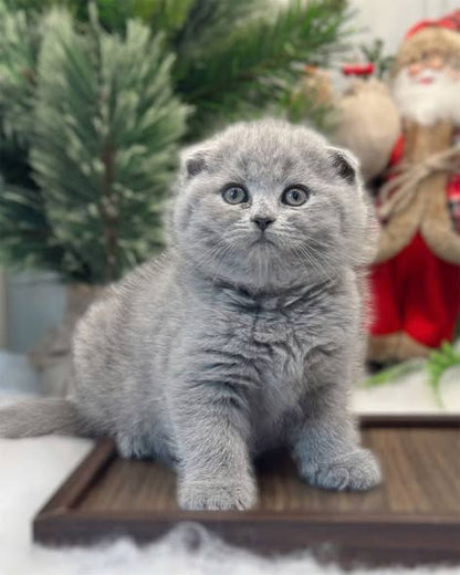 Scottish Fold