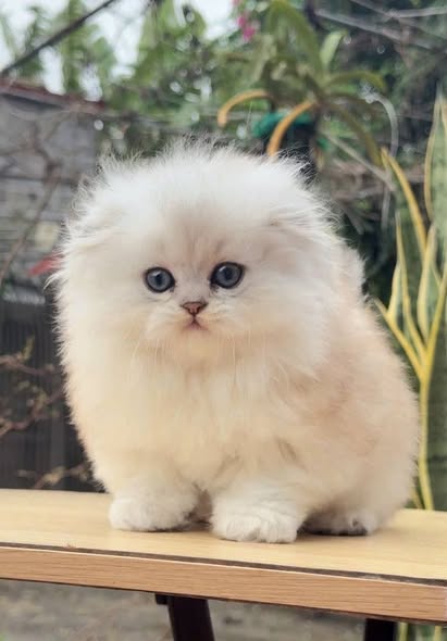 Scottish Fold Longhair