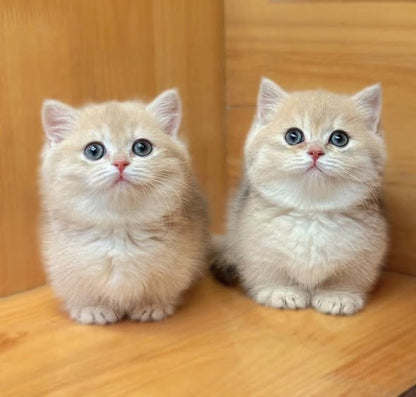 Munchkin