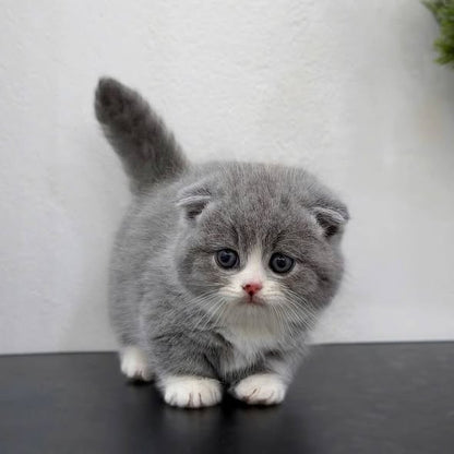Munchkin Fold