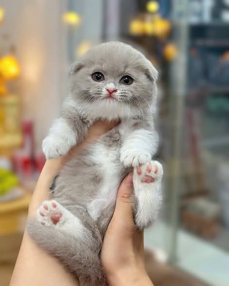 Munchkin Fold