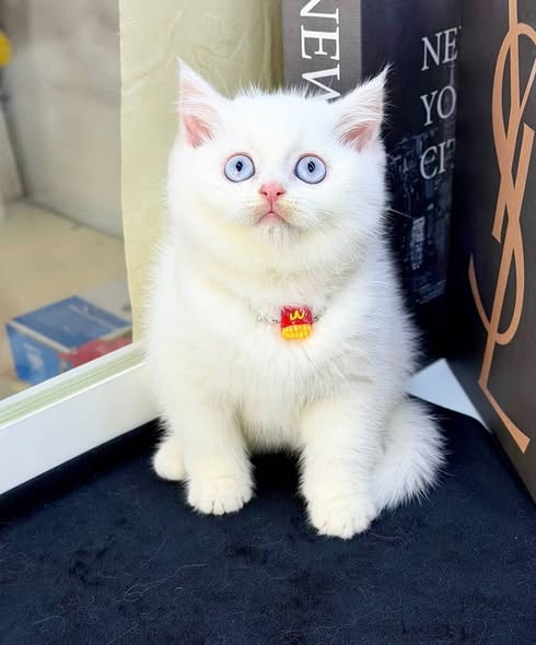 British Shorthair