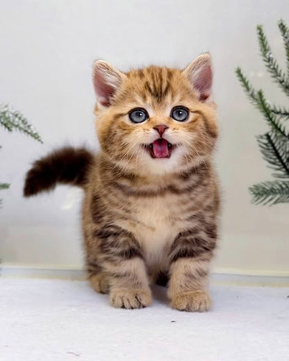 British Shorthair