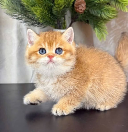 British Shorthair