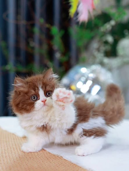 British Longhair