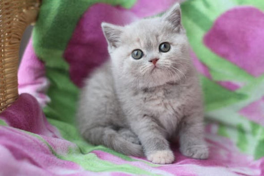 British Shorthair