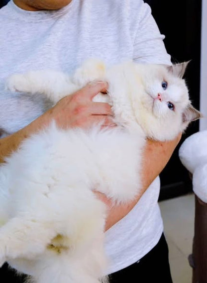 Ragdoll