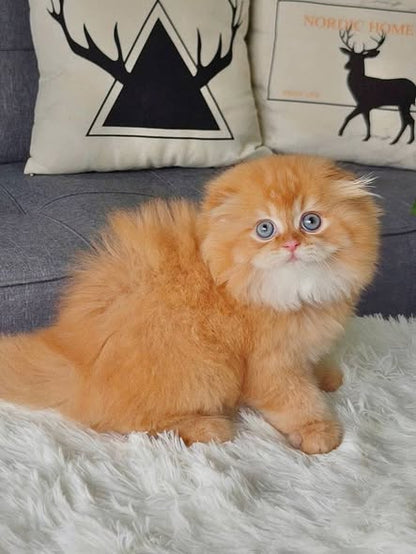 Scottish Fold