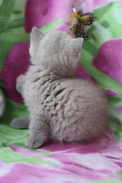 British Shorthair