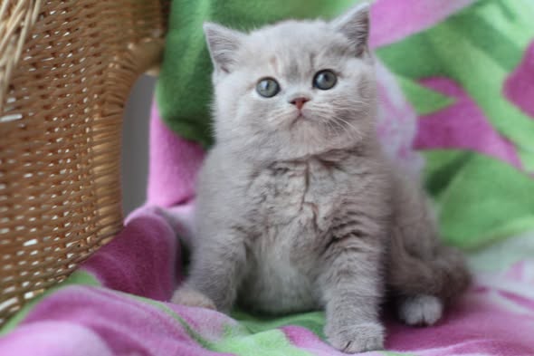 British Shorthair