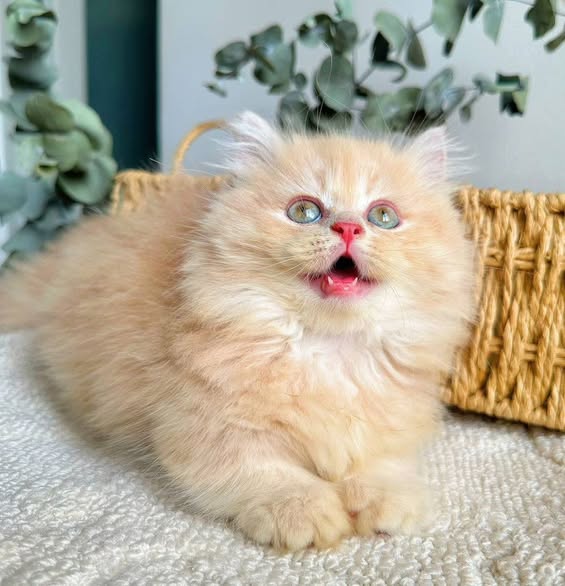 Munchkin Longhair
