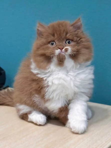 British Longhair