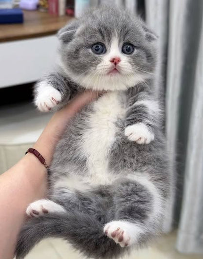 Munchkin Fold
