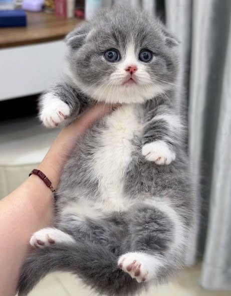 Munchkin Fold
