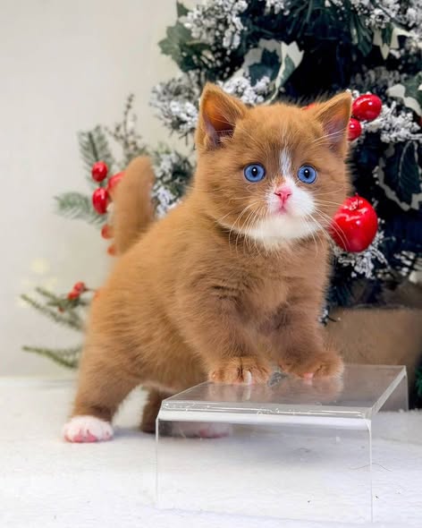 British Shorthair