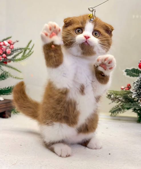 Scottish Fold