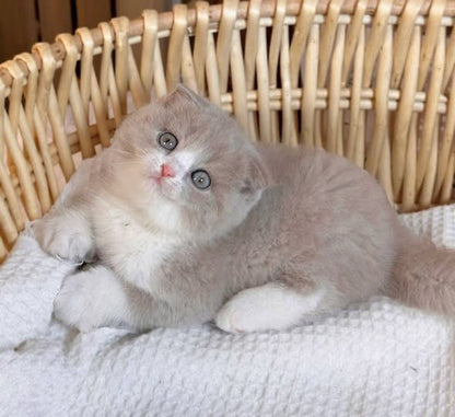 Scottish Fold