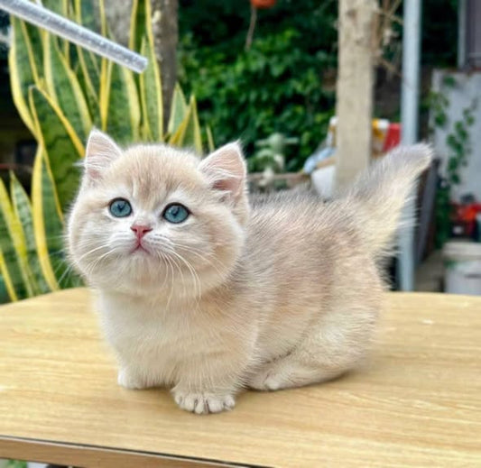 Munchkin