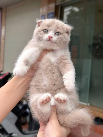 Scottish Fold