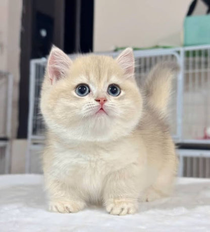 Munchkin