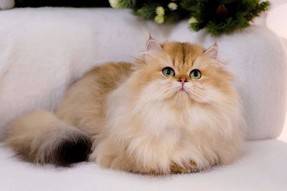 Munchkin Longhair