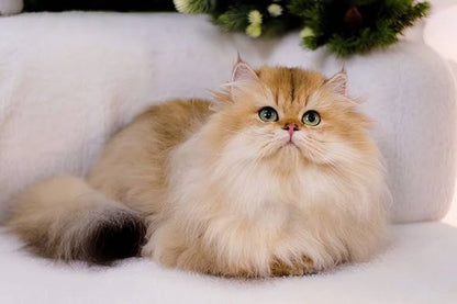 Munchkin Longhair