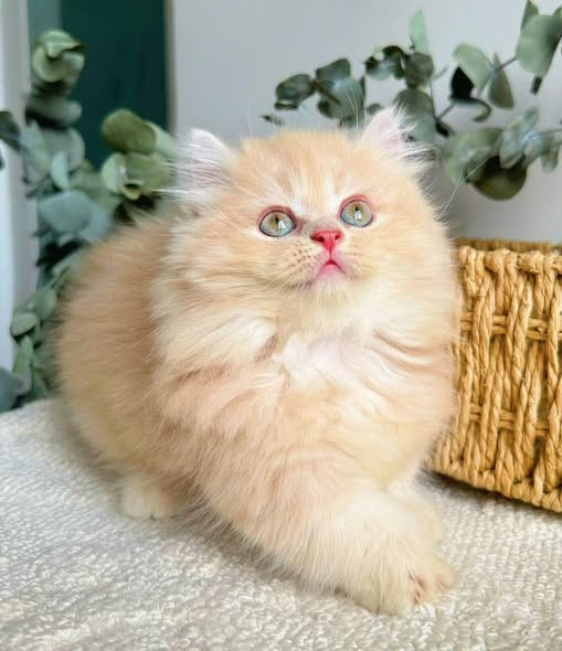 Munchkin Longhair