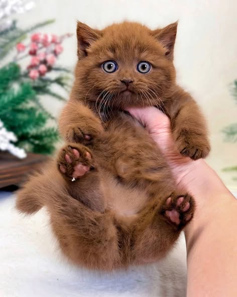 British Shorthair