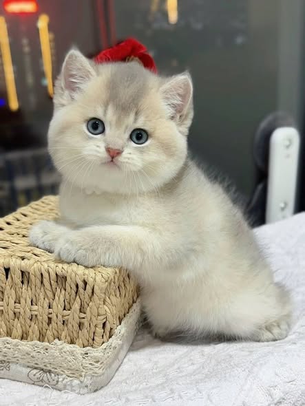 British Shorthair
