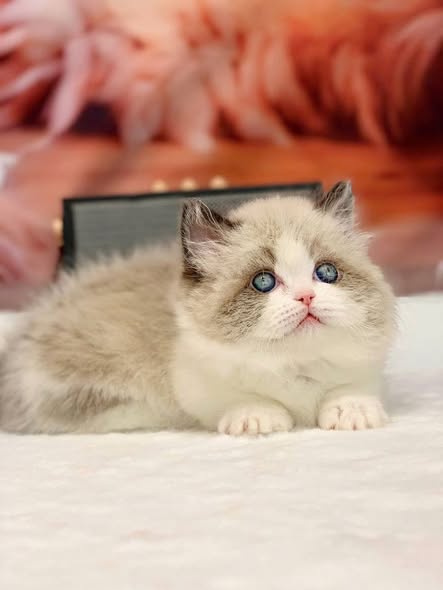 Munchkin