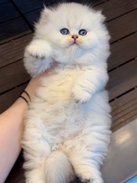 British Longhair