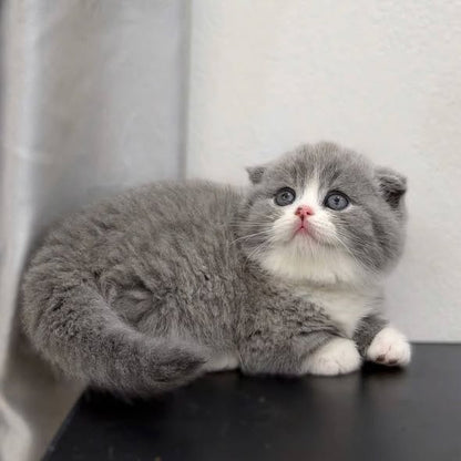 Munchkin Fold