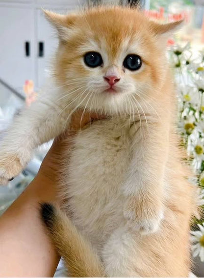 British Shorthair
