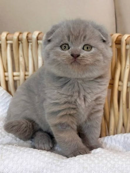 Scottish Fold