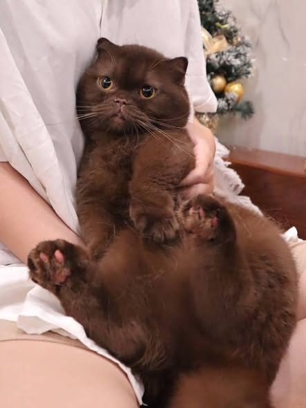 Munchkin Fold
