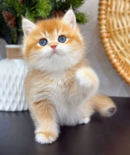British Shorthair